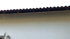 Как Защитить Крышу от Птиц - Воробьи Вредители