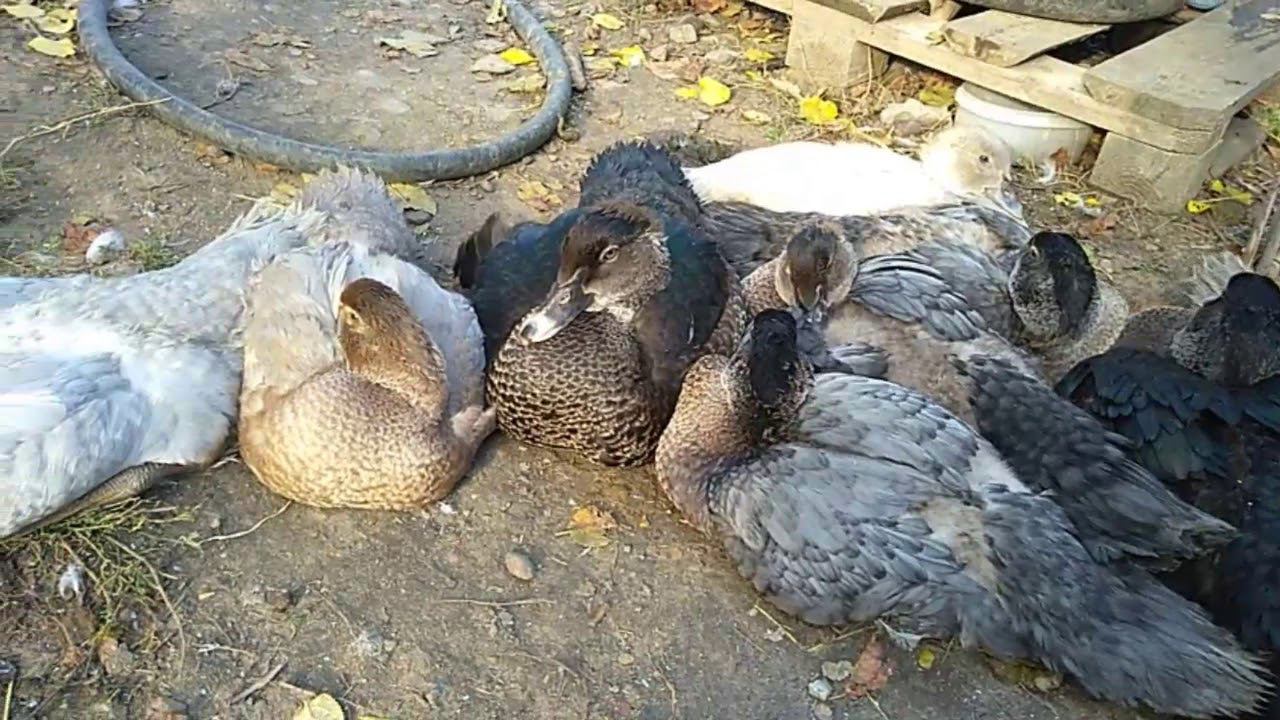 Чистые окрасы мускусных утят смотреть онлайн