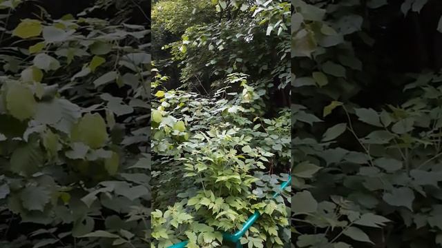 Первый день лета...птички радуются, соловьи поют !!! смотреть онлайн