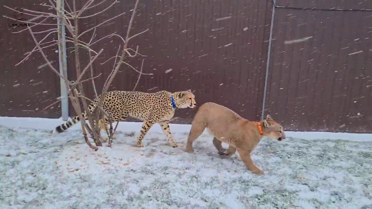 Первая совместная прогулка Месси и Герды!