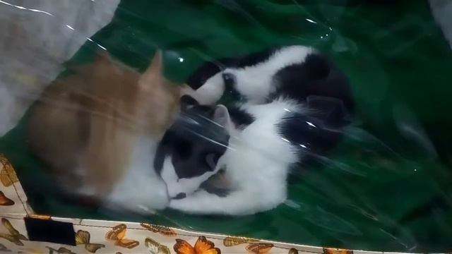 Вот, что значит Любовь! смотреть онлайн