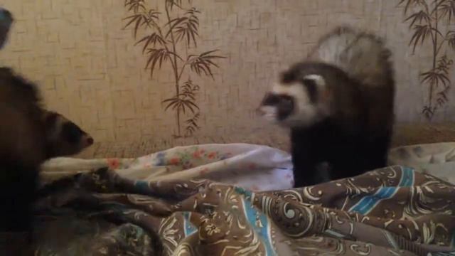 Хорьки бесятся (Ferrets mad) смотреть онлайн