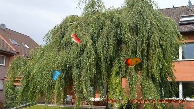 Береза повислая Тристис (betula pendula) ? Тристис обзор: как сажать, крупномеры березы Тристис смотреть онлайн