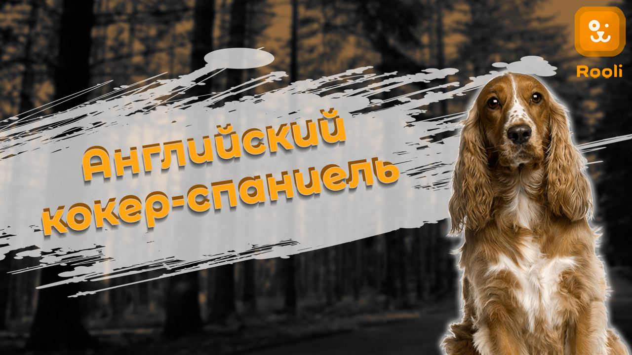 Щенки английского кокера: как выбрать и воспитать милого друга смотреть онлайн