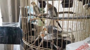 Правильное  спаривание у попугаев корелл. Любовь у птиц