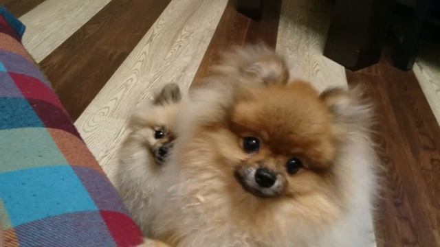 Щенок малого шпица (завтра нам уже 8 месяцев). Микки жадный до мяса.