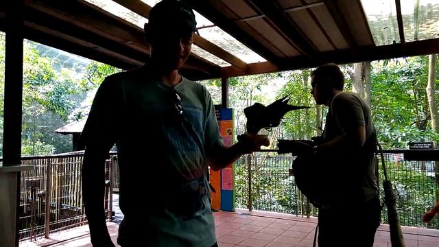 Сингапур Universal Studios и парк Птиц. Вараны гуляют сами по себе. смотреть онлайн