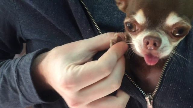 Чихуахуа Фондю в ветеринарной клинике. Чего она боится и почему дрожит? смотреть онлайн