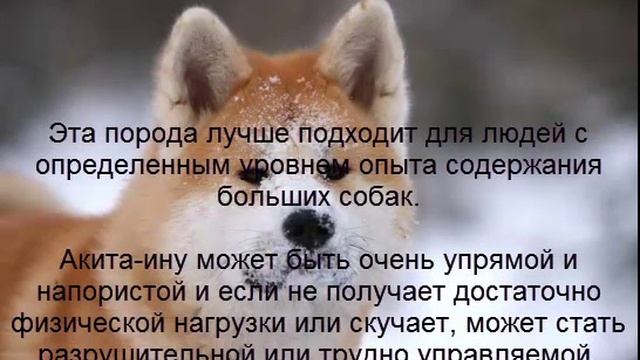 акита-ину описание породы содержание и уход смотреть онлайн