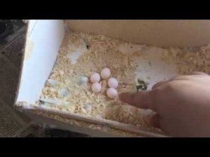 У нас яйца!!! Почему яйца не оплодотворенные? Волнистые попугаи