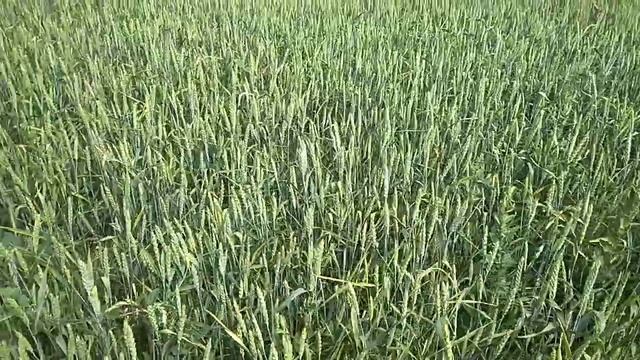 Озимая пшеница 2020 посеянная весной. Сорт,, Таня,, смотреть онлайн