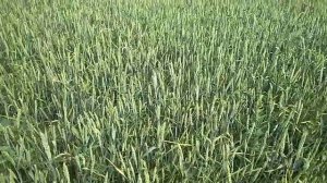 Озимая пшеница 2020 посеянная весной. Сорт,, Таня,,