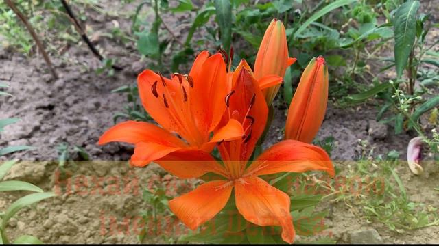 Вітаю Дениса з днем Ангела! Привітання з іменинами для Дениса! Привітання з днем Ангела Дениса смотреть онлайн