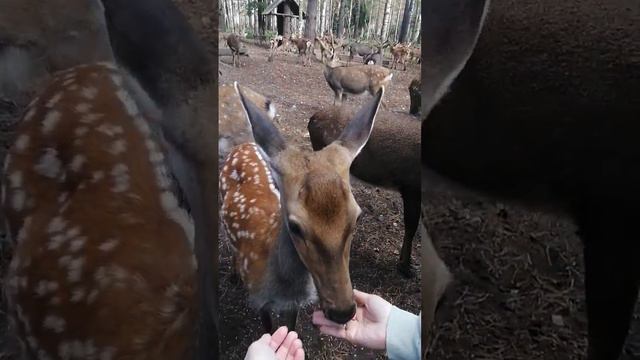заповедник оленей смотреть онлайн