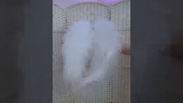 Крылья ангела....для Вашией фотосессии смотреть онлайн