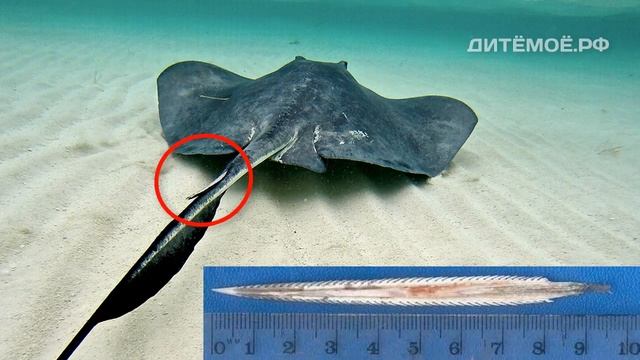 Скат. Энциклопедия для детей про животных. Море смотреть онлайн