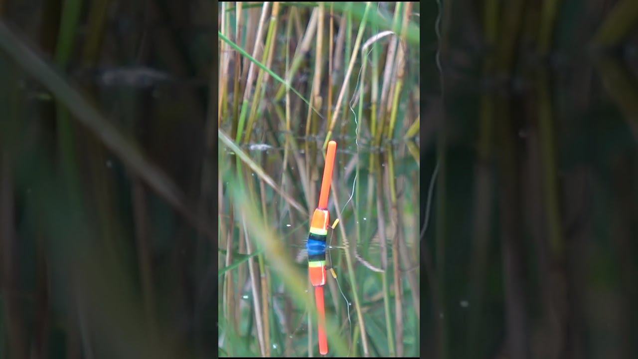 КАРАСЬ НА ПОПЛАВОК много поклёвок #shorts #рыбалка #карась #поплавок #карась #рыбалка #поплавок смотреть онлайн