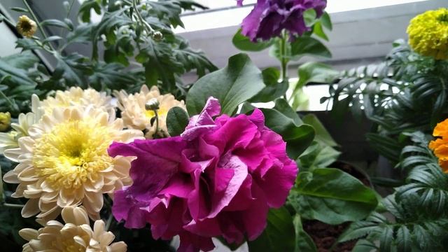 Астра, хризантема, петуния, бархатцы, подснежники. Живые цветы. смотреть онлайн