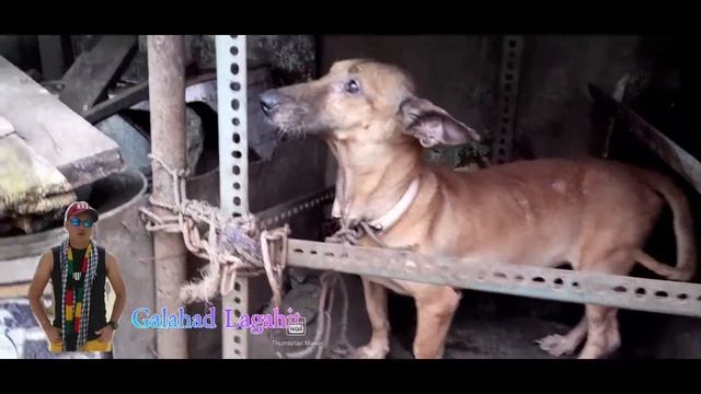 #galahadlagahit CRYING DOGGIE AFTER SHE NOTICE THAT THE OWNER PASS AWAY смотреть онлайн