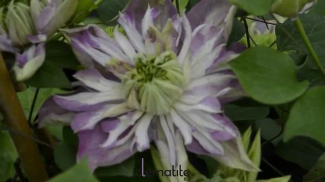 Clématite Empereur® 'Kaiser' - Clematite.net - Spécialiste des plantes de jardin смотреть онлайн
