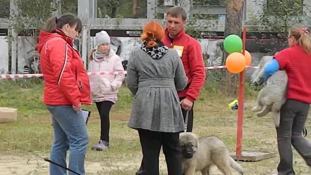 Монопородная выставка кавказских овчарок. Эксперт Букреева. Ринг Беби кобели 1 часть смотреть онлайн