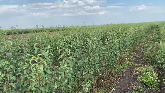 Саженцы груш на осень 2021г. смотреть онлайн