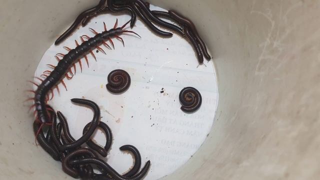 Millipede vs Centipede - attack animal смотреть онлайн