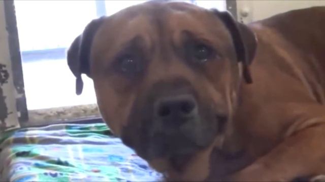 Преданный пёс зaплакал, когда понял, что за ним не вeрнутся... смотреть онлайн