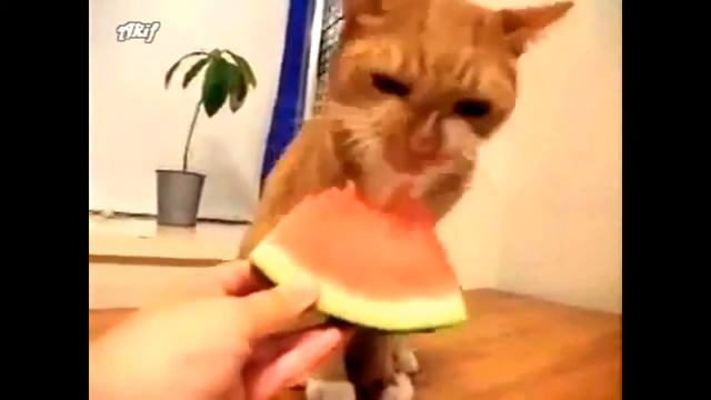 ВСЕЯДНЫЙ КОТ! смотреть онлайн