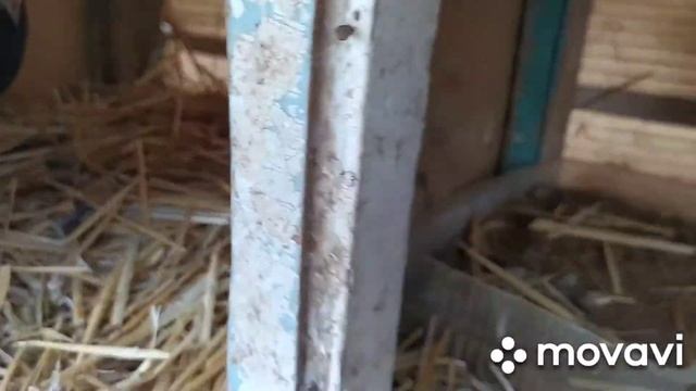 Обзор голубей , хорошая погода +8