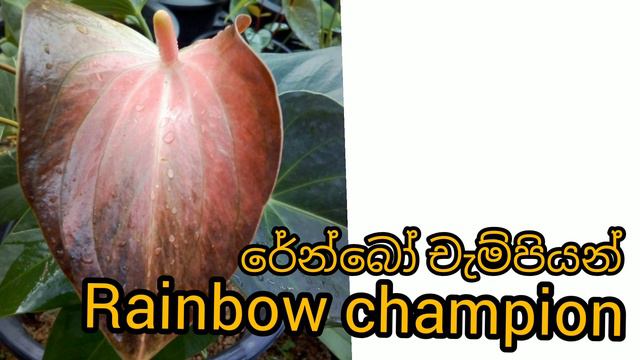 Anthurium varieties | ඇන්තූරියම් වර්ග 20 ක්| anthurium wagawa sinhala смотреть онлайн