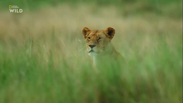 Nat Geo Wild: Дикие охотники 1 серия - Кошки 2019 смотреть онлайн