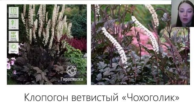 Вебинар "Многолетники для тенистых мест" смотреть онлайн