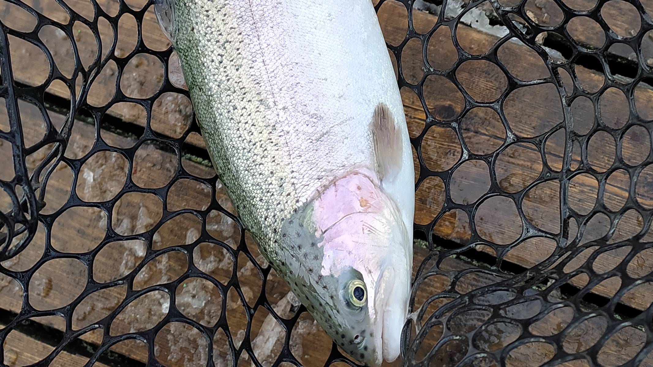 FISHERIX. Выезд дружеской компанией