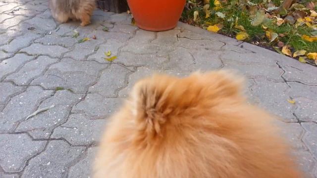 Маленькая осенняя радость))) смотреть онлайн
