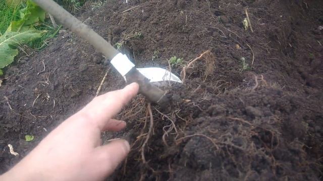 Правильная посадка яблони,груши залог будущего урожая.Как посадить,чтобы была 100% приживаемость смотреть онлайн