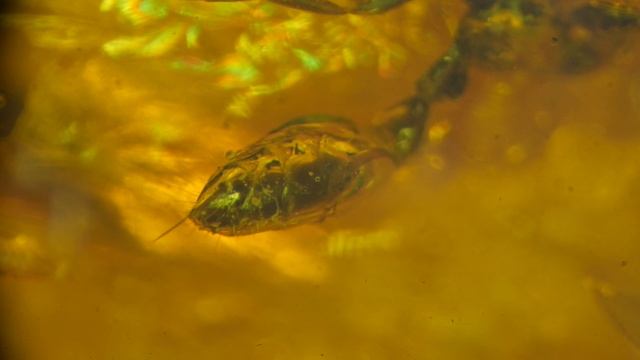 ВОТ КАК ВЫГЛЯДИТ МУРАВЕЙ ВОЗРАСТОМ 40 МИЛЛИОНОВ ЛЕТ! ХЛОРОПЛАСТЫ РАСТЕНИЙ И АМЁБЫ ПОД МИКРОСКОПОМ! смотреть онлайн