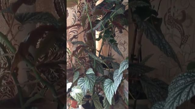 Мое хобби. Бегония крапчатая.