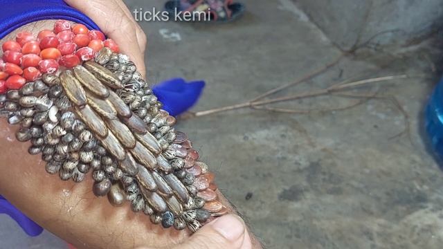 special tick hunter#112 смотреть онлайн