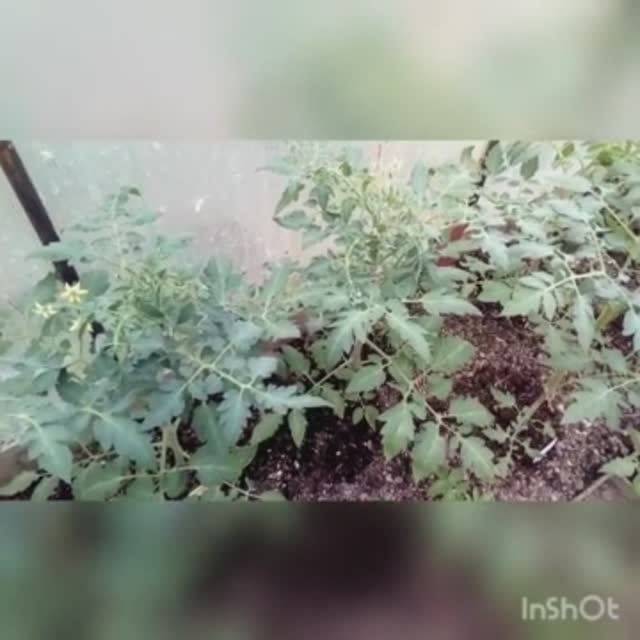 Томаты зацвели в помощь им «Завязь». смотреть онлайн