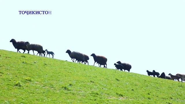 Родоначальник домашней овци Мелкий рогатый скот. смотреть онлайн