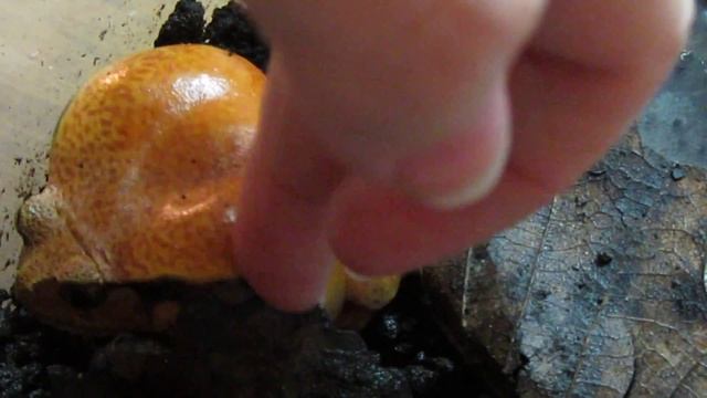 Angry Tomato Frog | Помидор разбушевался (Лягушка-помидор Discophys guineti) смотреть онлайн