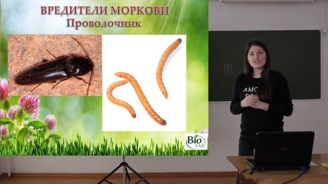 Корнеплоды: морковь, свекла, редис, редька, дайкон, репа, сельдерей смотреть онлайн
