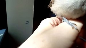 Как мы кормили птенца серой славки