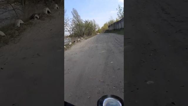 САШКА-МИЛАШКА ЕДИТ НА СКУТЕРЕ НА ПЛЯЖ АЛЕКСАНДРА смотреть онлайн
