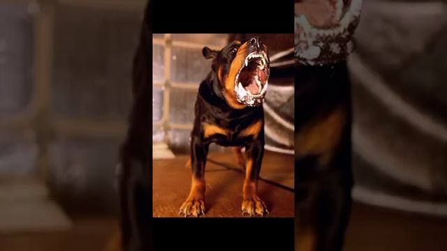 #rottweiler #rottweiler #ротвейлер #собака #собаки #изменения #dogs #dog смотреть онлайн