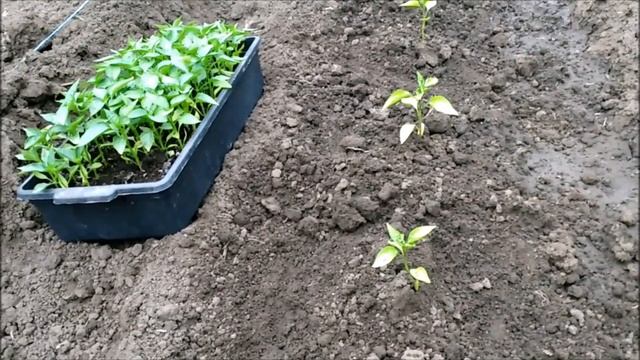 ПОСАДКА ПЕРЦА В ОТКРЫТЫЙ ГРУНТ смотреть онлайн