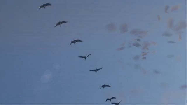 СКОРО ОСЕНЬ,ГОСПОДА песня АЛЕКСАНДРА СЕРЁГИНА кавер Г Погорельская смотреть онлайн