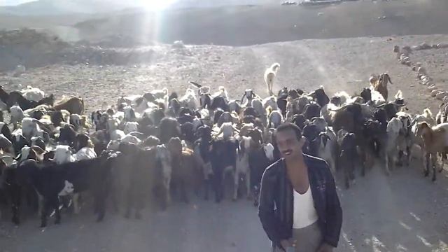 Иудейская пустыня, овцы и бедуины. Утро. 2014.