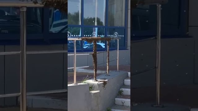 Белгородский рой пчёл#пчелы#пасика#Россия смотреть онлайн